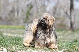 LHASSA APSO 042